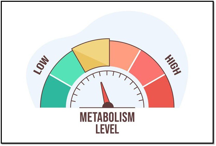 Weight Loss Strategies for Hypothyroidism article illustration